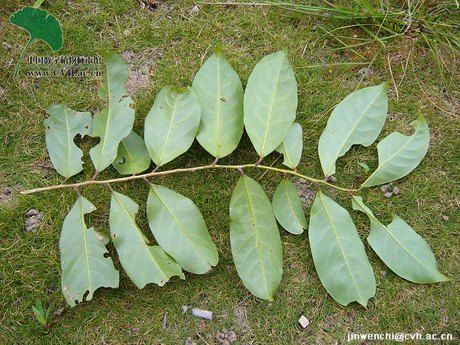 Casearia membranacea